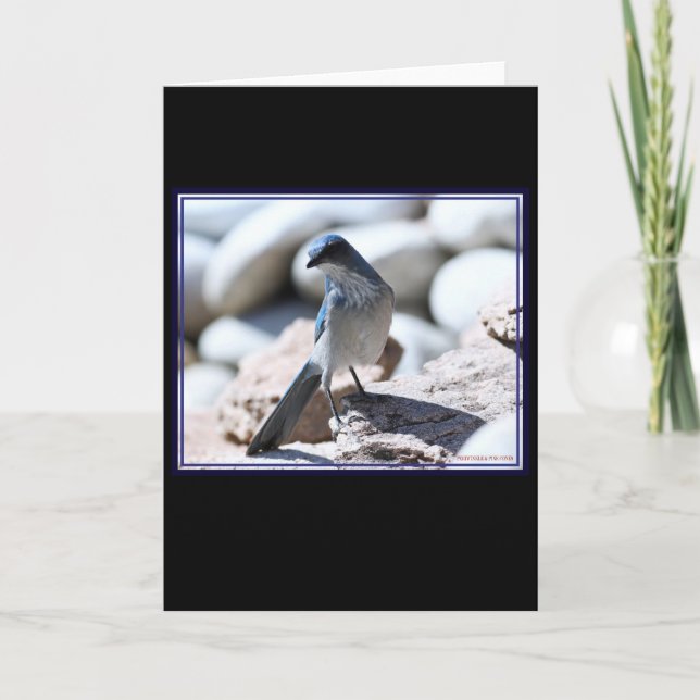 Woodhouse's Scrub-Jay modelling for the camera. Card (Front)