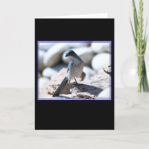 Woodhouse's Scrub-Jay modelling for the camera.