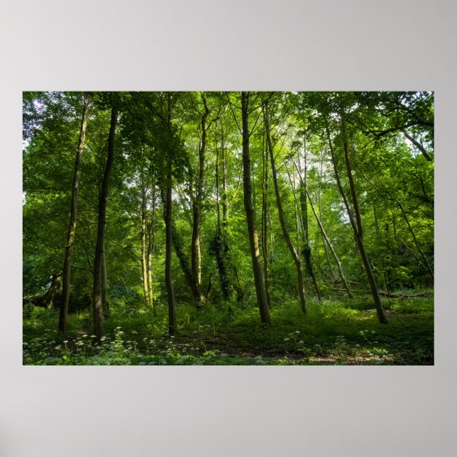 Woodland. Blackweir Woods, Bute Park, Cardiff Poster (Front)