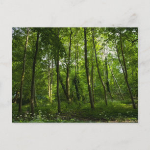 Woodland. Blackweir Woods, Bute Park, Cardiff, Wal Postcard