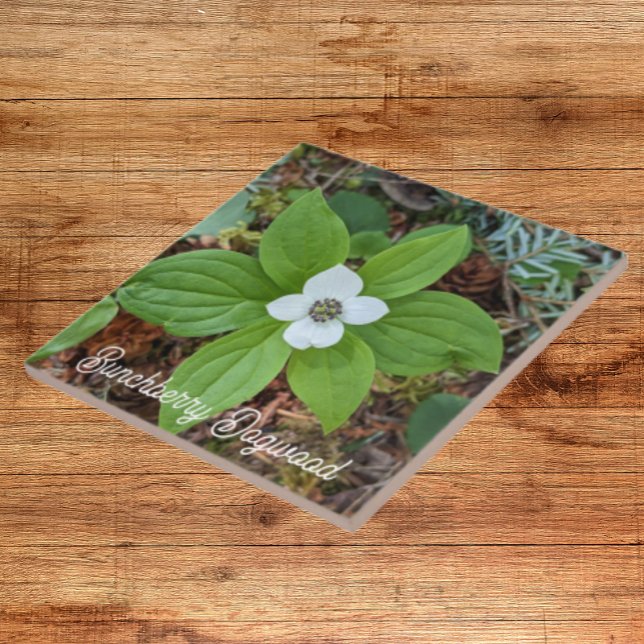 Woodland Bunchberry Dogwood Floral Ceramic Tile (In Situ)