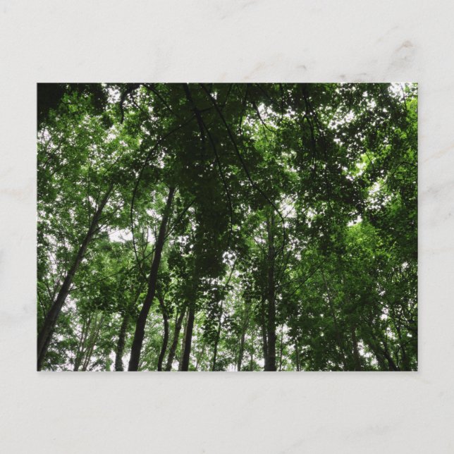 Woodland Canopy 01 Postcard (Front)