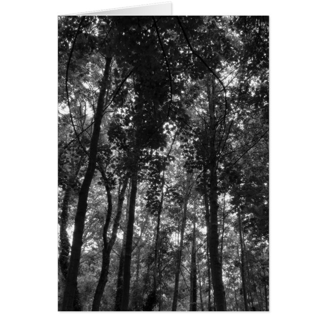 Woodland Canopy 02 BW (Front)