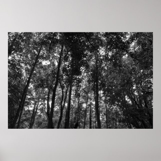 Woodland Canopy 02 BW Poster (Front)