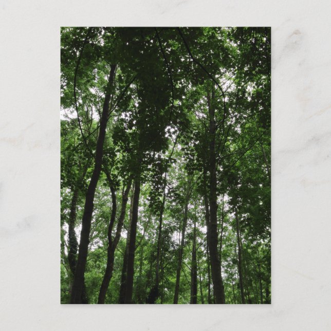 Woodland Canopy 02 Postcard (Front)