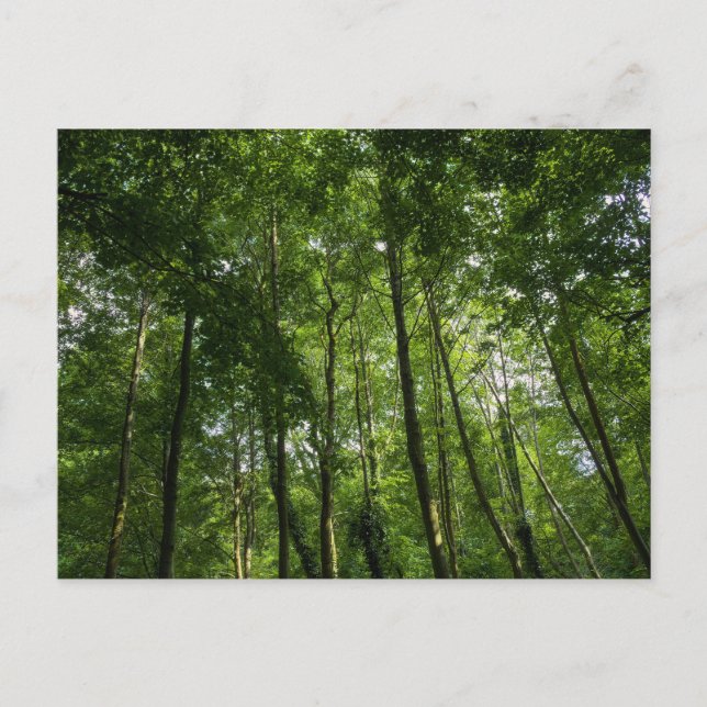 Woodland Canopy. Blackweir Woods, Bute Park Postcard (Front)