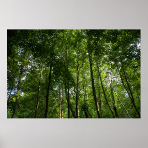 Woodland Canopy. Blackweir Woods, Bute Park Poster