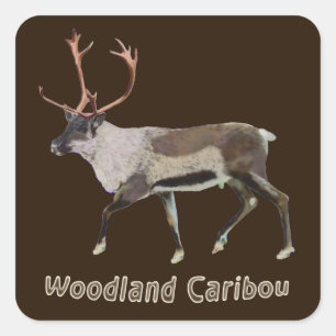 Woodland Caribou Square Sticker