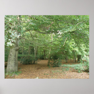 Woodland Clearing Print