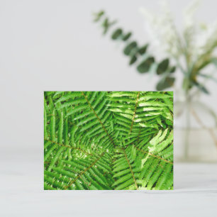 Woodland Ferns Postcard