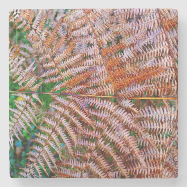 Woodland Ferns Stone Coaster (Front)