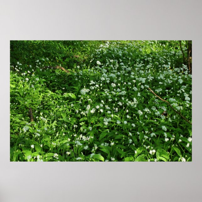 Woodland Flowers Poster (Front)