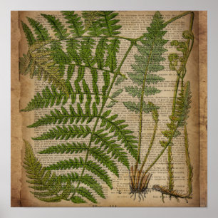 woodland foliage french botanical print fern