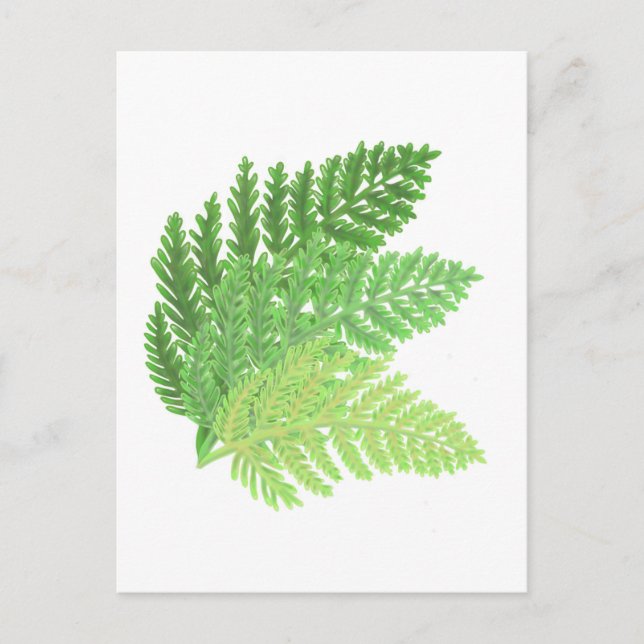 Woodland forest green ferns forest ferns postcard (Front)