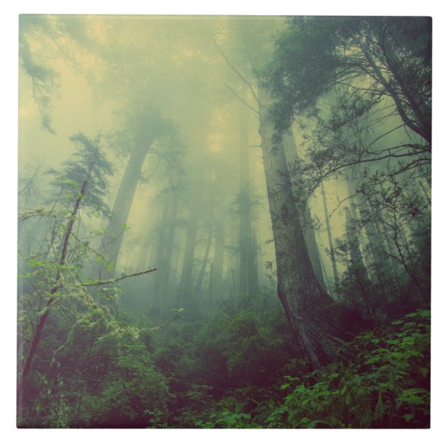 Woodland From Below Ceramic Tile (Front)