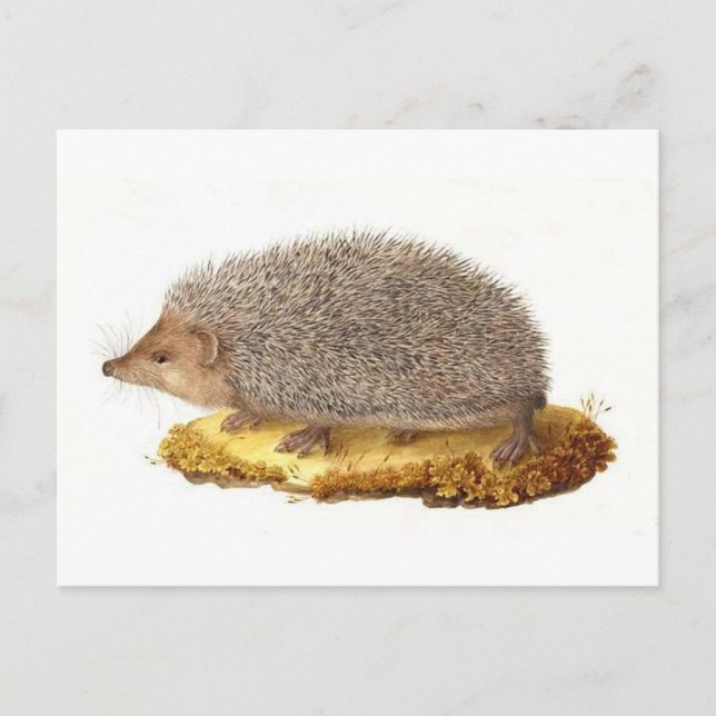 Woodland Hedgehog Postcard (Front)