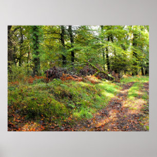 Woodland in October Poster