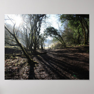 woodland in winter art poster