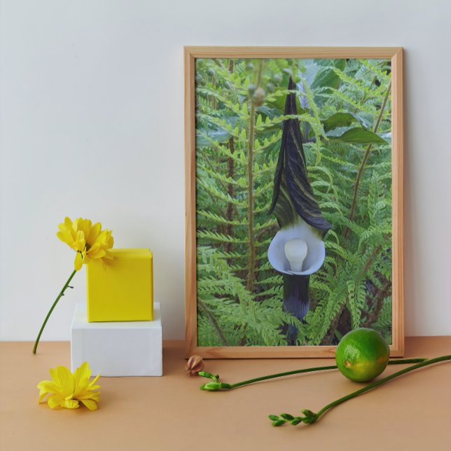Woodland Jack-in-the-Pulpit Plant Botanical Photo Print (In Situ Framed)