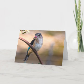 Woodland kingfisher, Botswana Holiday Card