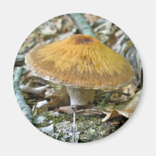 Woodland Mushrooms Coordinating Items Magnet