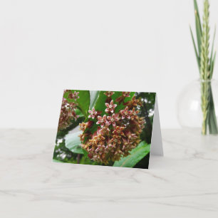 Woodland Note Card Wildflower Milkweed