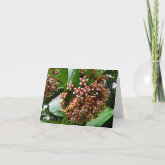 Woodland Note Card Wildflower Milkweed
