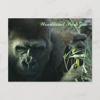 Woodland Park Zoo Gorilla Postcard