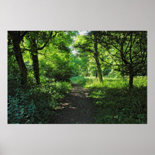 Woodland Path. Blackweir Woods, Cardiff, Wales. Poster