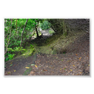 Woodland Path in Allan Park Sowerby Bridge Photo Print