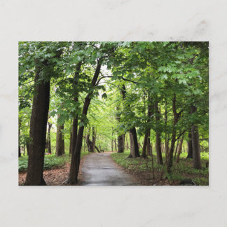 Woodland Path Postcard