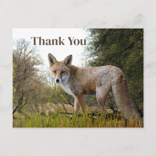 Woodland Red Fox Thank You Postcard