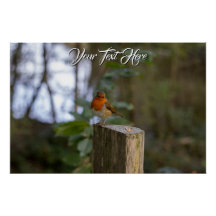 Woodland Robin Glossy Poster