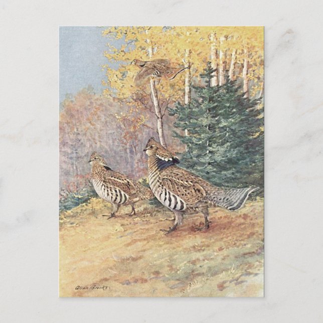 Woodland Ruffed Grouse Postcard (Front)