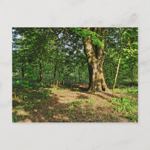 Woodland Scene. Blackweir Woods, Cardiff Postcard