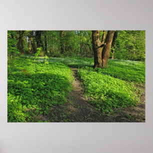 Woodland Scene. Blackweir Woods, Cardiff Poster