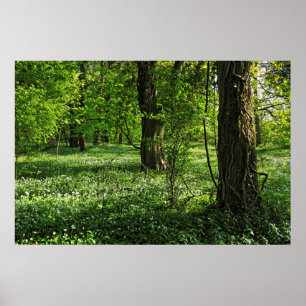 Woodland Scene. Blackweir Woods, Cardiff Poster