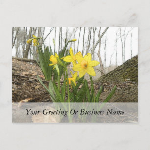 Woodland Scene - Daffodils Postcard