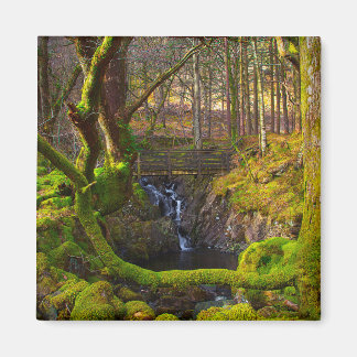 Woodland Scene Magnet