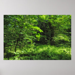 Woodland Scene Poster