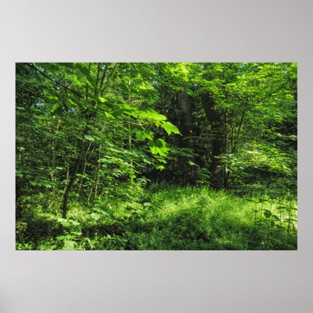 Woodland Scene Poster (Front)