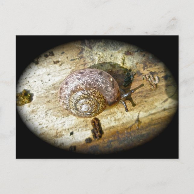 Woodland Snail Postcard (Front)