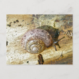 Woodland Snail Postcard