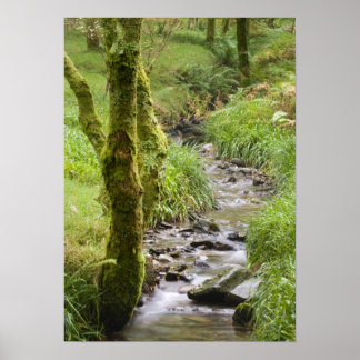 Woodland Stream in the Lake District Poster