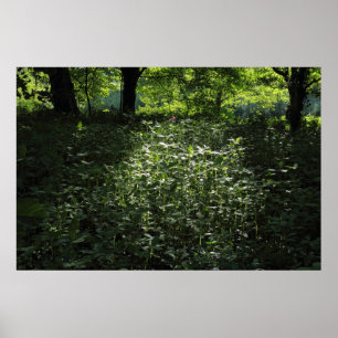 Woodland Sunlight 01 Poster