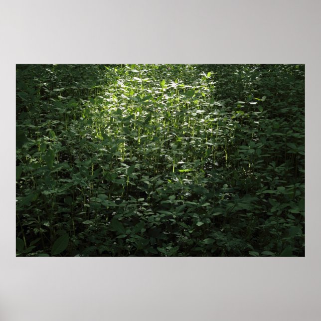 Woodland Sunlight 02 Poster (Front)