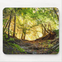 Woodland Sunset Nature
