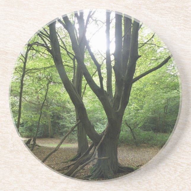 Woodland Sunshine Coasters (Front)