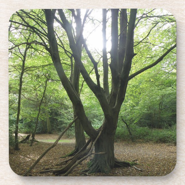 Woodland Sunshine Cork Coaster (Front)