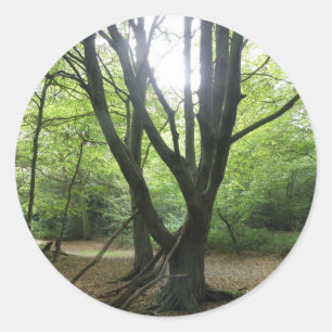 Woodland Sunshine Stickers